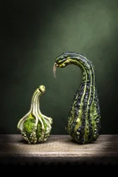 Curious Gourds Display