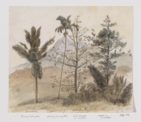 Trees in Mountain Landscape, Java