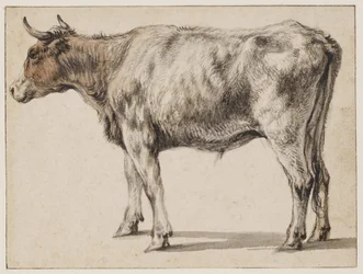 A Standing Young Bull