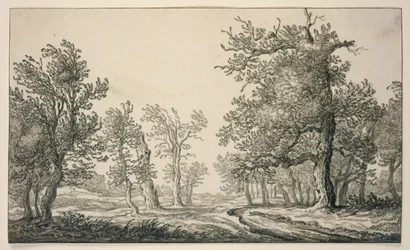 Path through an oak forest