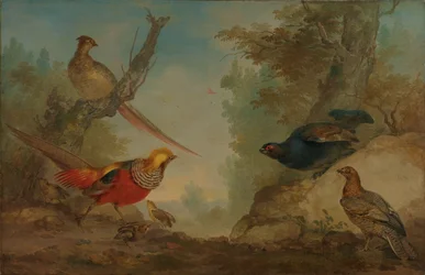 Pheasants