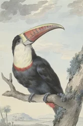 Red-billed Toucan