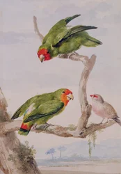 Two Red Faced Lovebirds and a Waxbill