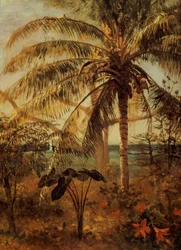 Palm Tree, Nassau