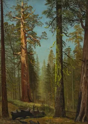 The Grizzly Giant Sequoia, Mariposa Grove, California