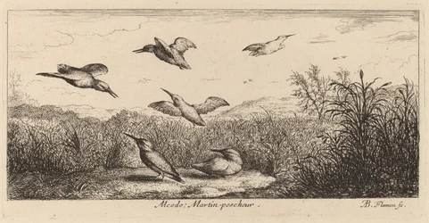 Alcedo, The Kingfisher