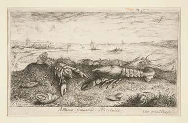 Astacus fluviatilis