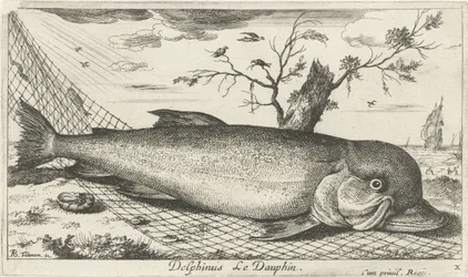 Dolphin in a Fishing Net