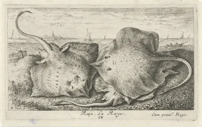 Three Rays on the Beach