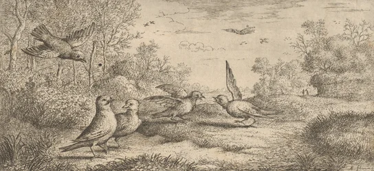 The Jay: Book of Birds