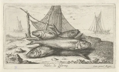 Herrings by a Fishing Net (Fish and Other Sea Creatures - Saltwater Second Series)