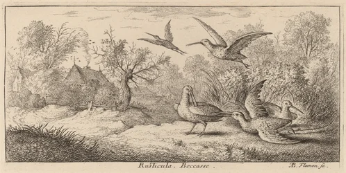 Rusticula, The Woodcock