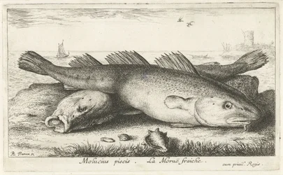 Two Codfish on the Beach (Molucius piscis. Le Moruë fraiche)