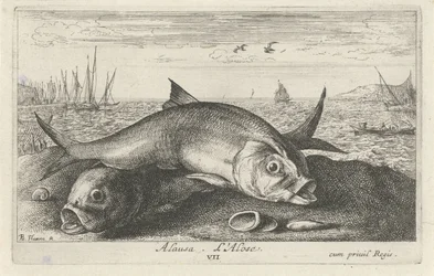 Two Shad on the Beach