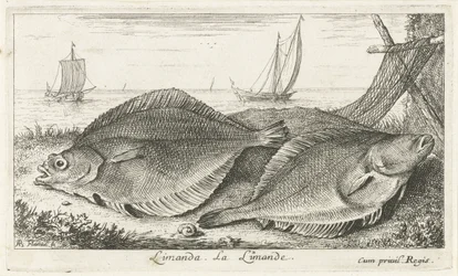 Two Flounders on the Beach
