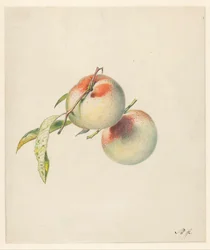Two Peaches on Their Stems