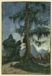 Landscape with a spruce, ca 1522