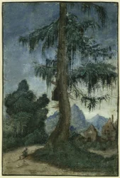 Landscape with Spruce