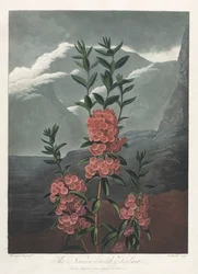 The Temple of Flora, or Garden of Nature: The Narrow-leaved Kalmia