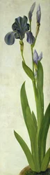 An Iris