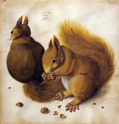 Squirrel
