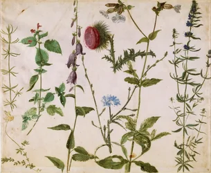 Eight Studies of Wild Flowers