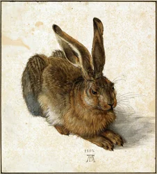 Hare (retouched)