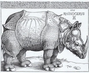 The Rhinoceros
