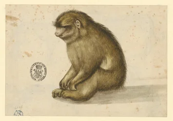 Seated Monkey