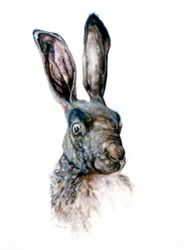 Study of a Hare