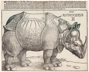 The Rhinoceros