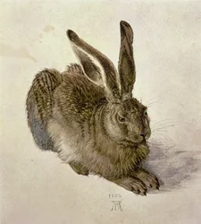 Young Hare