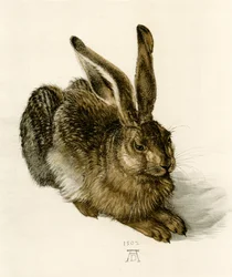 Young Hare