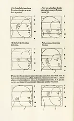 Proportions of the Human Head from 