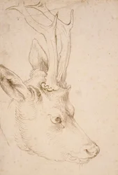 Head of a Roebuck - Drawing by Albrecht Durer