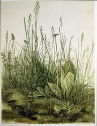 The Large Piece of Turf