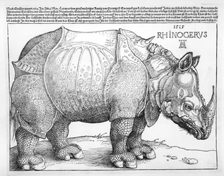 The Rhinoceros