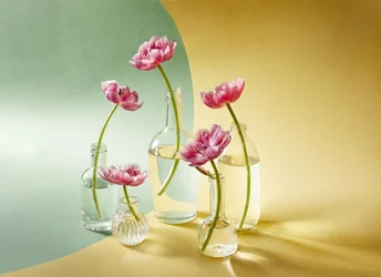 Soft Pink Tulips