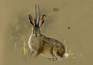 Representation of a Jackalope