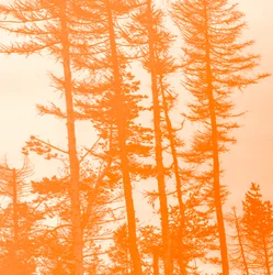 If the Trees Were Orange
