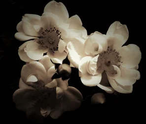 Natural Combination, 2019