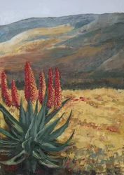 Red Aloe Desert Bloom