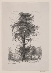 Oak at Guldberg