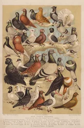 Pigeons