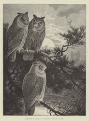 A Conference of Horned Owls, Three Heads are Better than One