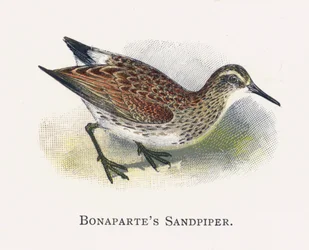 Bonapartes Sandpiper