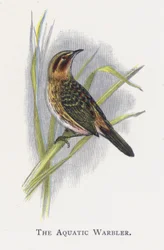 The Aquatic Warbler