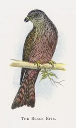 The Black Kite