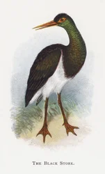 The Black Stork