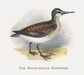 The Broad-billed Sandpiper